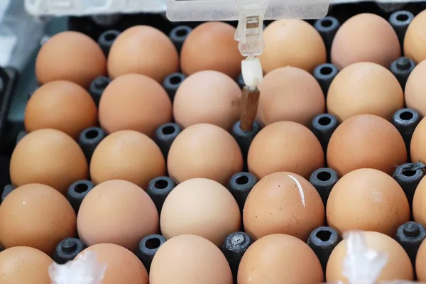 Ägg i panelen på marknaden — Stockfoto