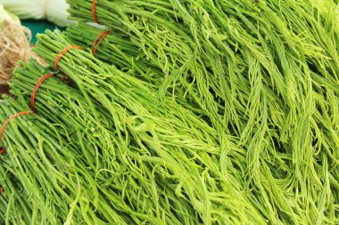 Akasya pennata sokak gıda yemek pişirmek için