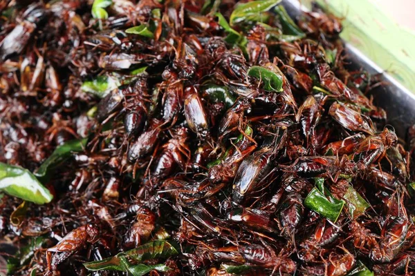 Gebratene Insekten schmecken beim Streetfood — Stockfoto