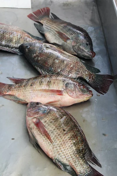 Peixe fresco para cozinhar em comida de rua — Fotografia de Stock