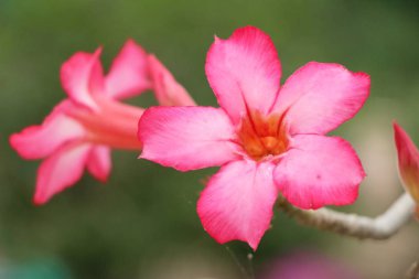 açelya çiçek çok güzel bahçede