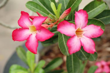 açelya çiçek çok güzel bahçede