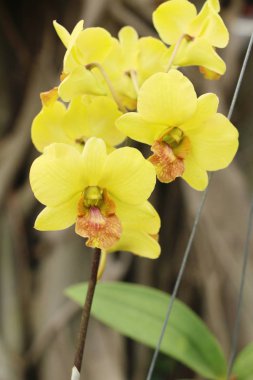 Orkide çiçek bahçede güzeldir