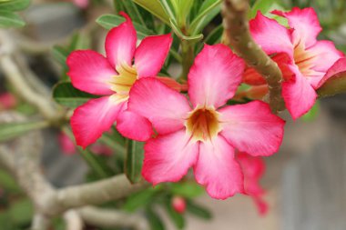 açelya çiçek çok güzel bahçede