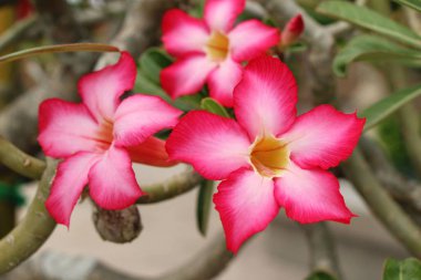 açelya çiçek çok güzel bahçede