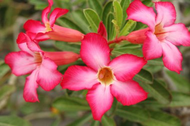 açelya çiçek çok güzel bahçede