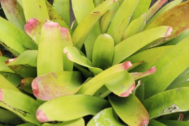 Bromeliad Çiçek bahçesinde bulunan doğa