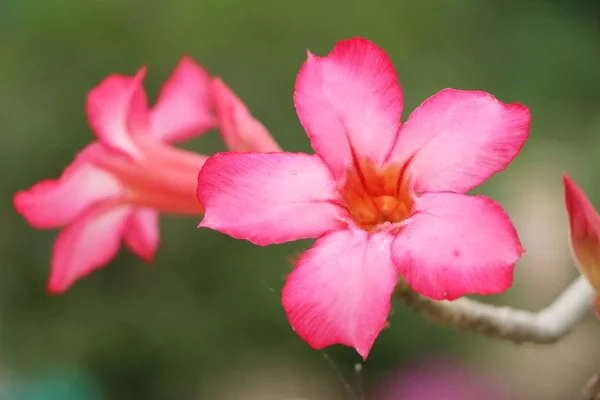 Fleurs d'azalée est belle dans le jardin — Photo