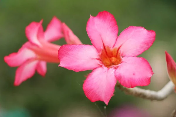 V zahradě je krásná květiny Azalea — Stock fotografie