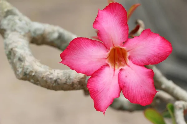 Flores de azalea es hermoso en el jardín —  Fotos de Stock