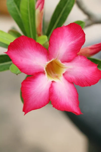 Fleurs d'azalée est belle dans le jardin — Photo