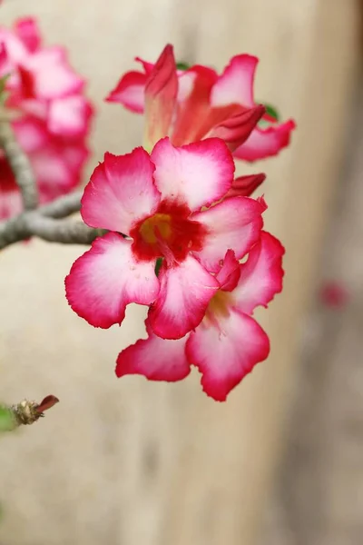 Azálea flores é bonito no jardim — Fotografia de Stock