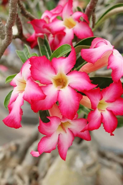 Azalea flowers is beautiful in the garden — Stock Photo, Image