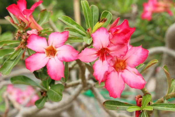 Azalea virágok egy gyönyörű kertben — Stock Fotó