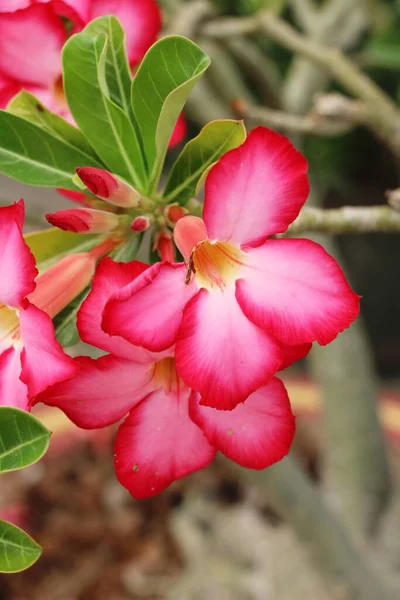 Azalea bloemen is mooi in de tuin — Stockfoto