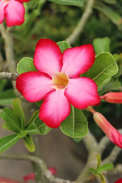 Azalea flowers is beautiful in the garden — Stock Photo, Image