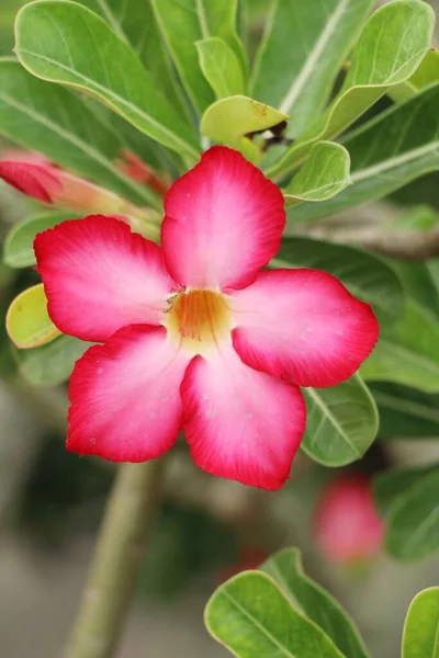 Fleurs d'azalée est belle dans le jardin — Photo