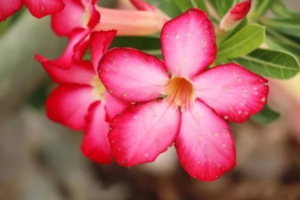 Azálea flores é bonito no jardim — Fotografia de Stock