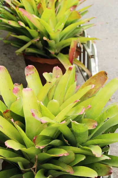 Bromeliad fleur dans le jardin avec la nature — Photo