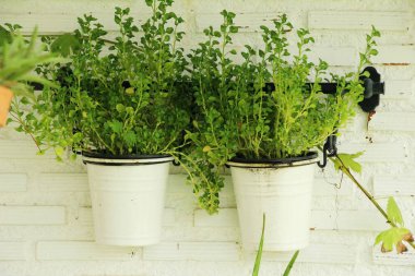 Fern doğa ile bahçede güzeldir