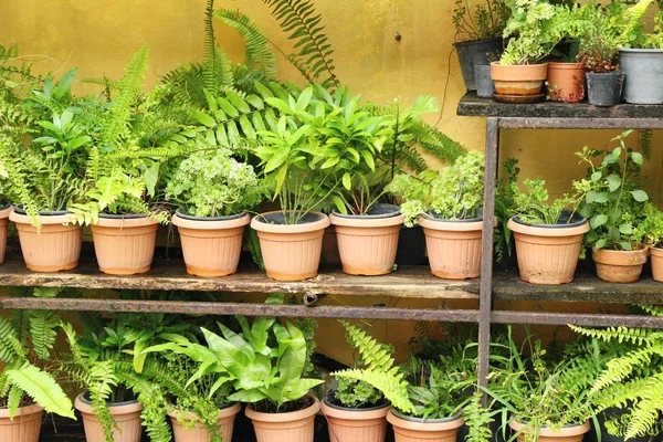 Felce è bello in giardino con la natura — Foto Stock