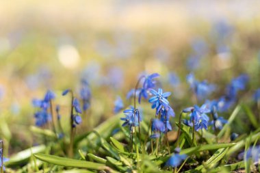 Yerden yükselen kar damlalarıyla bahar ve Paskalya arkaplanı. Güneşli bir günde açan ilk bahar çiçekleri. Yüzeyin derinliği. Metin için boşluk