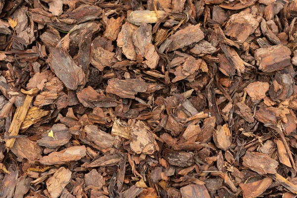Madeira chips textura, fundo de biomassa de madeira de perto — Fotografia de Stock