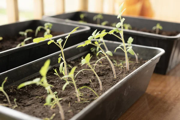 Tomato seedling in greenhouse. Agriculture concept. Selective focus. Copy space