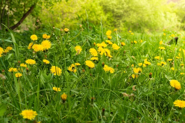 Diente de león de primavera glade. Muchas flores amarillas, hierba y luz cálida . Imágenes de stock libres de derechos