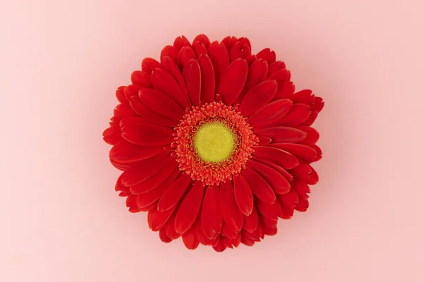Stor röd Gerbera blomma med en gul mitt på en rosa bakgrund på nära håll. Hälsning kort semester koncept — Stockfoto