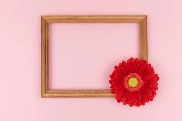 Wooden frame with red flowers gerbera on pastel pink background, copy space. Spring greeting card. Valentines day, Wedding day, birthday, Womens day, Mothers day postcard concept. — Stockfoto