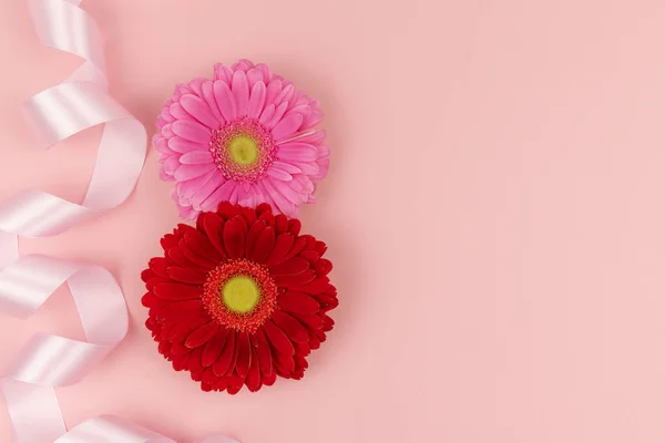 Two big gerbera flowers, red and a pink one with a ribbon on a pink background close up. Copy space. Womens day, 8 March, design, greeting card concept.
