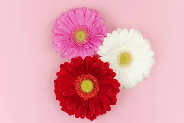 Pastel pembe arka planda kırmızı, pembe, beyaz Gerbera çiçekleriyle ayarlanmış. Bahar ya da yaz tebrik kartı. Sevgililer günü, düğün günü, doğum günü, kadınlar günü, anneler günü kartpostal konsepti.