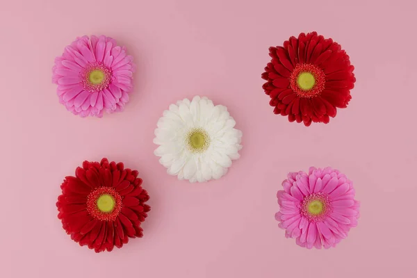 Pastel pembe arka planda kırmızı, pembe, beyaz gerbera çiçekli desen. Bahar ya da yaz tebrik kartı. Sevgililer günü, düğün günü, doğum günü, kadınlar günü, anneler günü kartpostal konsepti.