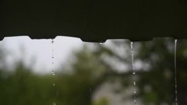 Yağmur mevsiminde damlalar çatıdan düşer. Yağmur yağar. Yeşil yeşillik bulanık arkaplan.