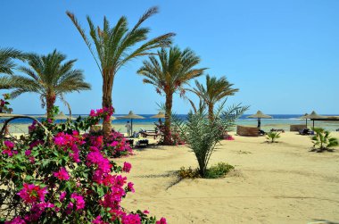 bougainvillea Marsa alam egypt