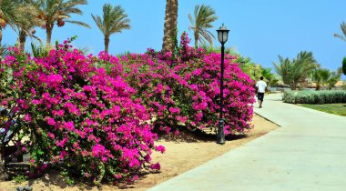 bougainvillea Marsa alam egypt