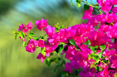 bougainvillea Marsa alam egypt