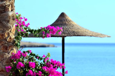 bougainvillea Marsa alam egypt