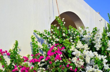 bougainvillea Marsa alam egypt