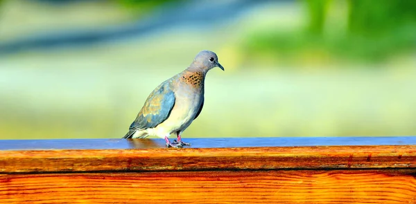 Turtledove Marsa Alam Egypt — Foto Stock