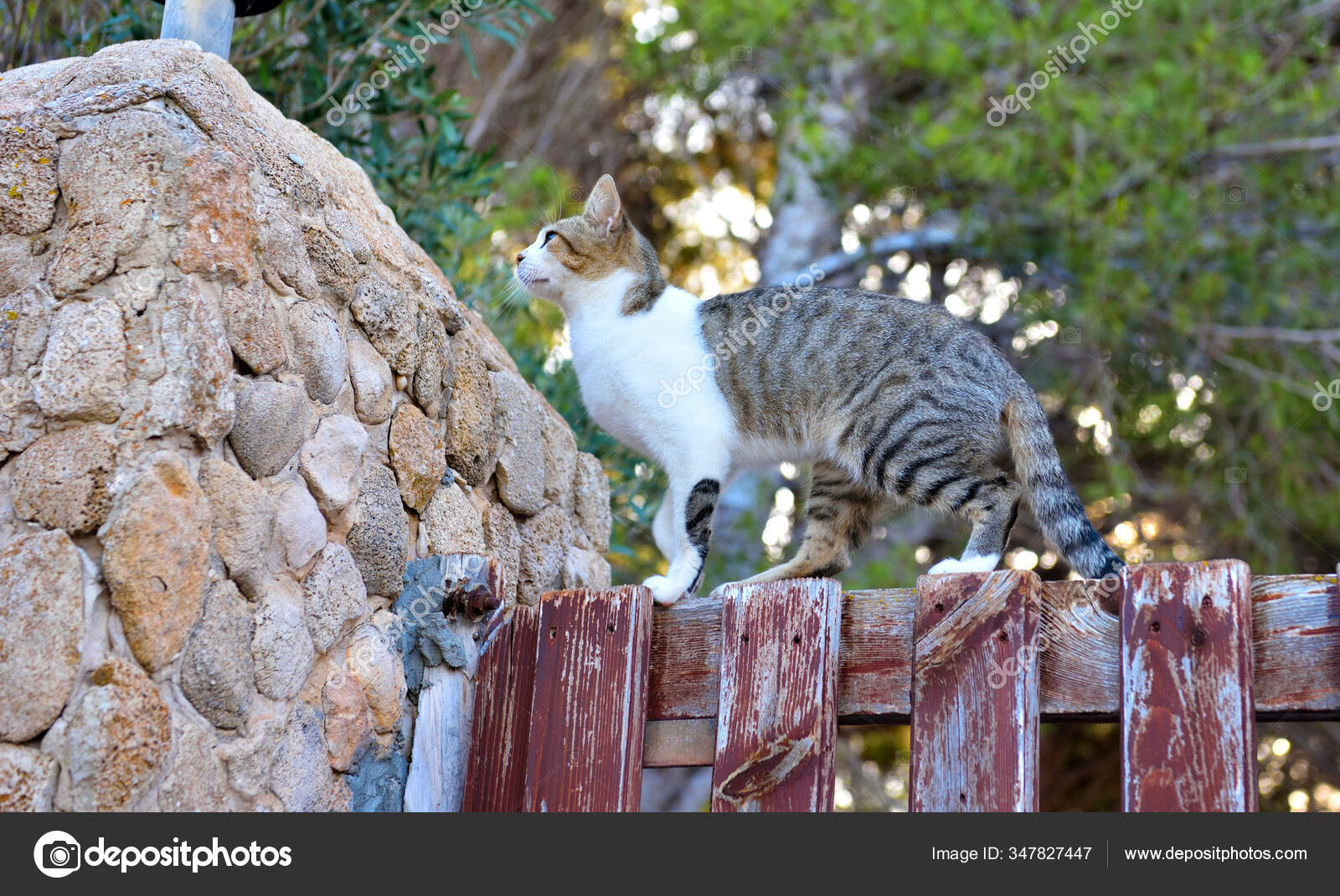 Chat Favignana Sicile Image Libre De Droit Par Maudanros C