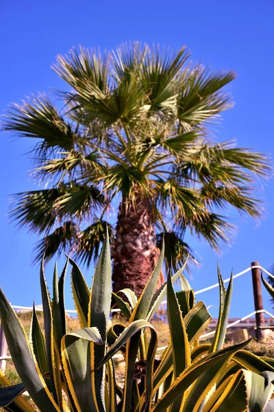 Vegetation Und Pflanzen Strand Sciacca Sizilien Italien — Stockfoto