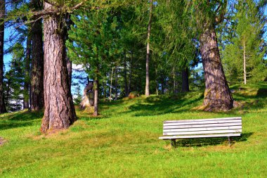 Güney Tyrol İtalya 'daki Obereggen Ormanı