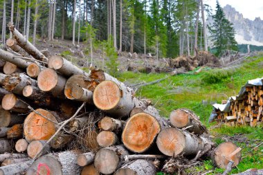 Ekim 2018 fırtınasından sonra Obereggen (Alto Adige) çevresindeki orman