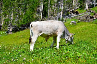 Nova ponente alto Adige İtalya 'da inek