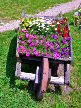 Nova ponente alto adige İtalya 'da çiçekler