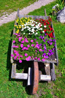 Nova ponente alto adige İtalya 'da çiçekler