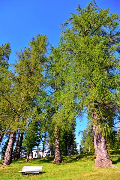 Bosque Obereggen Sur Tirol Italia — Foto de Stock