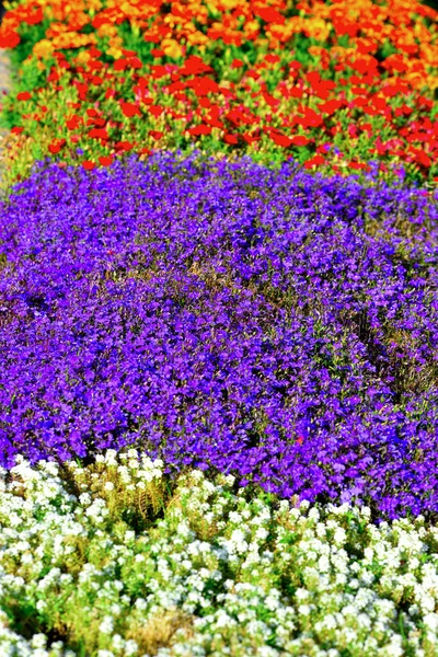 Blommor Obereggen Södra Tyrolen Italien — Stockfoto